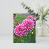 Carte Postale Belles dahlias roses en pleine floraison (Debout devant)