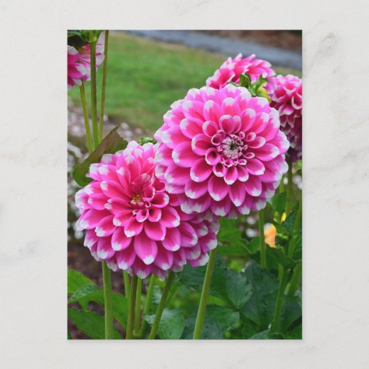 Carte Postale Belles dahlias roses en pleine floraison (Devant)