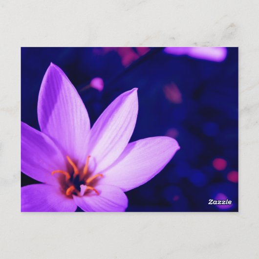 Carte Postale Belles Fleurs (Dos)