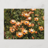 Carte Postale Belles Fleurs De Faisée (Devant)