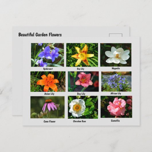 Carte Postale Belles fleurs de jardin (Devant / Derrière)