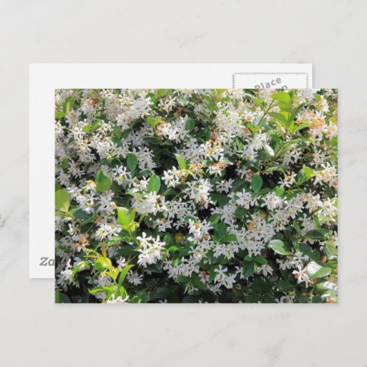 Carte Postale Belles fleurs de jasmin (Devant / Derrière)