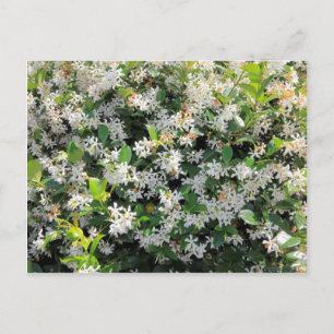 Carte Postale Belles fleurs de jasmin