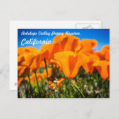 Carte Postale Belles fleurs de pavot orange dans un champ (Devant / Derrière)