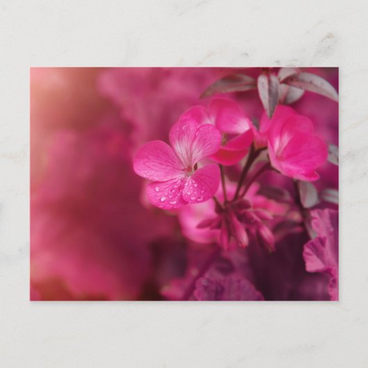 Carte Postale Belles fleurs de printemps (Devant)