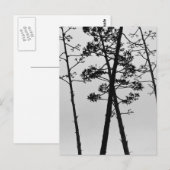 Carte Postale Belles fleurs de tiges (Devant / Derrière)