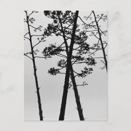 Carte Postale Belles fleurs de tiges (Devant)