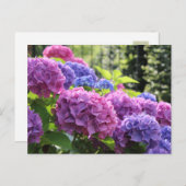 Carte Postale Belles fleurs d'Hydrangée rose et bleu (Devant / Derrière)