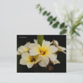 Carte Postale Belles fleurs satinées sur noir (Debout devant)