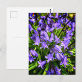 Carte Postale Belles fleurs violettes (Devant / Derrière)