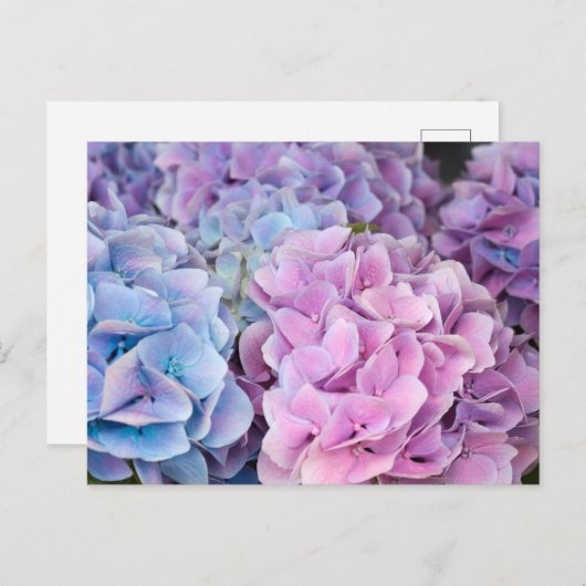 Carte Postale Belles fleurs violettes, bleues, roses d'Hydrangée (Devant / Derrière)