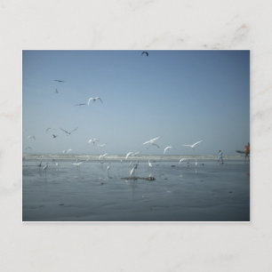 Carte Postale Belles grues volant au-dessus de l'eau Ballet de l