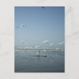 Carte Postale Belles grues volant au-dessus de l'eau Ballet de l