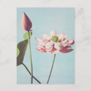 Carte Postale Belles impressions photomécaniques de Lotus Flower