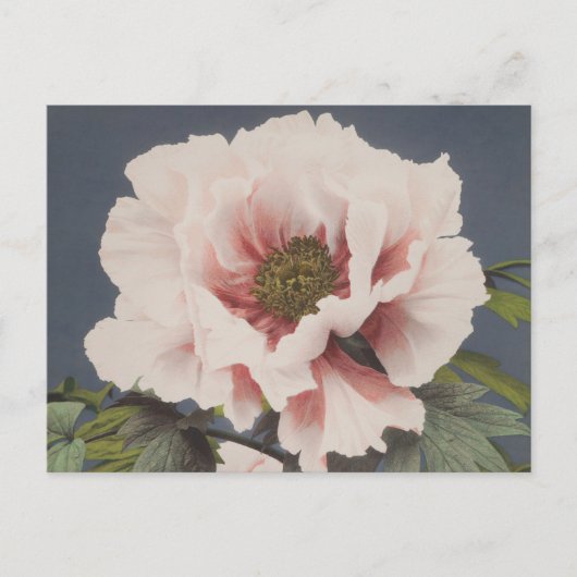Carte Postale Belles impressions photomécaniques des fleurs de p (Devant)