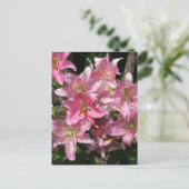 Carte Postale Belles Lys Roses (Debout devant)