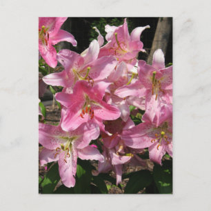 Carte Postale Belles Lys Roses