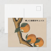 Carte Postale Belles oranges fraîches (Devant / Derrière)