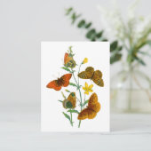 Carte Postale Belles papillons (Debout devant)
