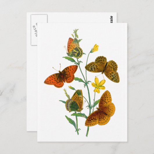 Carte Postale Belles papillons (Devant / Derrière)