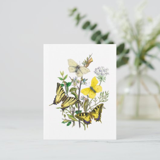 Carte Postale Belles papillons (Debout devant)