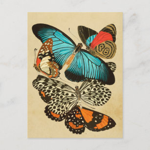 Carte Postale Belles papillons Vintages du jardin