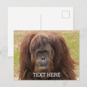 Carte Postale Belles photos d'orang-outan de Bornéo (Devant / Derrière)