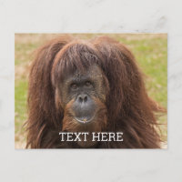 Belles photos d'orang-outan de Bornéo