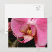 Carte Postale Belles photos d'orchidées (Devant / Derrière)