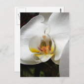 Carte Postale Belles photos d'orchidées (Devant / Derrière)