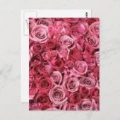 Carte Postale Belles roses roses roses (Devant / Derrière)