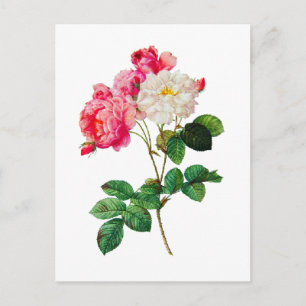 Carte Postale Belles roses roses roses et blanches de Redoute