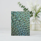 Carte Postale Belles textures naturelles - Plumes de paon (Debout devant)