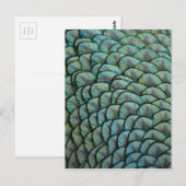 Carte Postale Belles textures naturelles - Plumes de paon (Devant / Derrière)