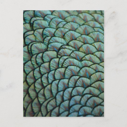 Carte Postale Belles textures naturelles - Plumes de paon (Devant)