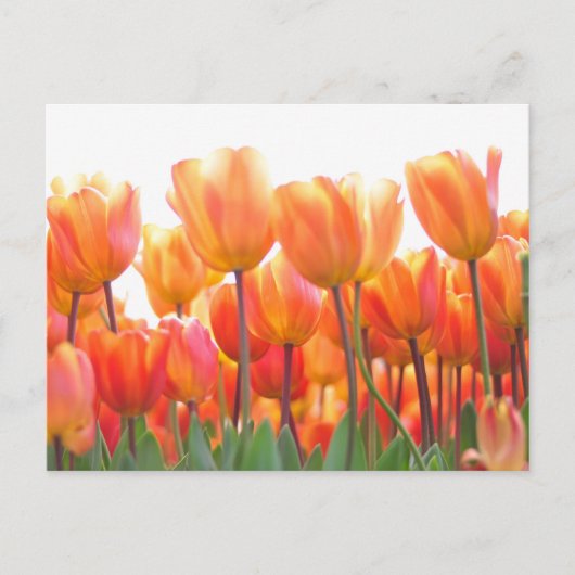 Carte Postale Belles tulipes (Devant)