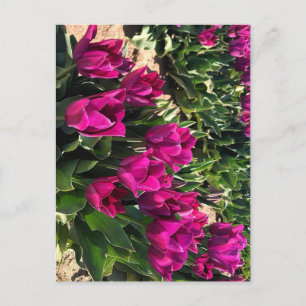Carte Postale Belles tulipes