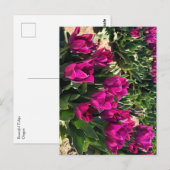 Carte Postale Belles tulipes (Devant / Derrière)