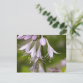 Carte Postale Bellfleurs (Debout devant)