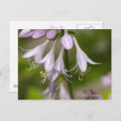 Carte Postale Bellfleurs (Devant / Derrière)