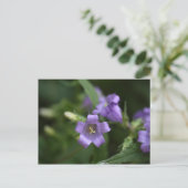 Carte Postale Bellflower à feuilles étroites (Debout devant)