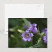 Carte Postale Bellflower à feuilles étroites (Devant / Derrière)
