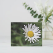 Carte Postale Bellis perennis (Debout devant)