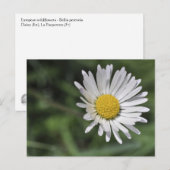 Carte Postale Bellis perennis (Devant / Derrière)