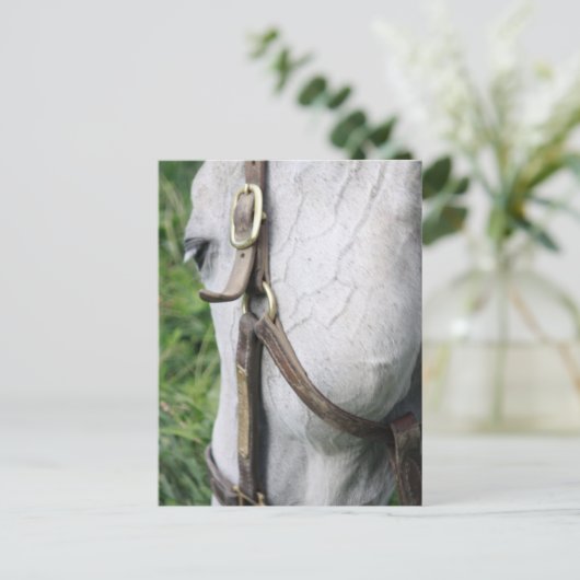 Carte Postale Bel's Starlet Post Card (Debout devant)