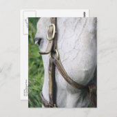 Carte Postale Bel's Starlet Post Card (Devant / Derrière)