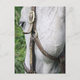 Carte Postale Bel's Starlet Post Card