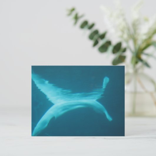 Carte Postale Beluga Split (Debout devant)