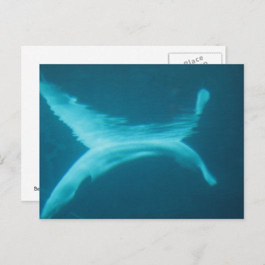 Carte Postale Beluga Split (Devant / Derrière)