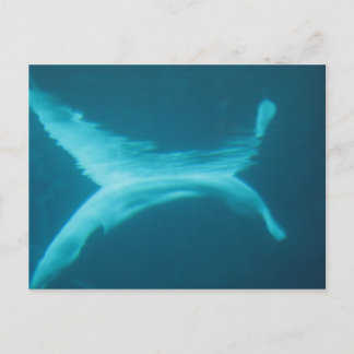 Carte Postale Beluga Split